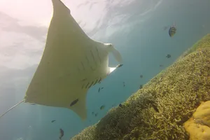seacleaners-manta