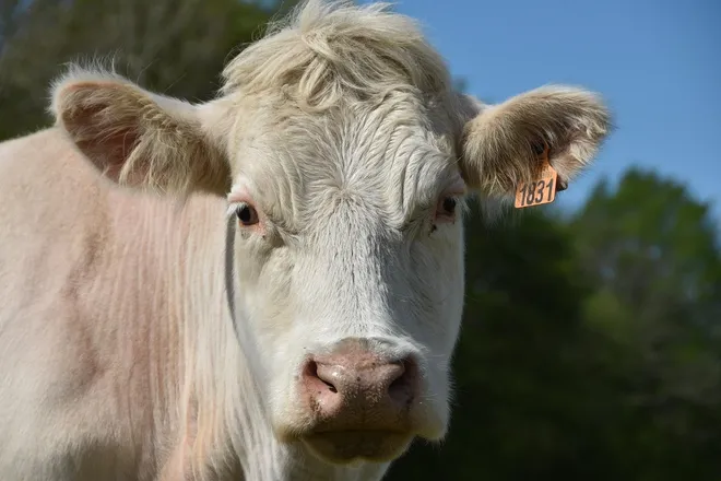 You are currently viewing Has science solved cattle emissions?