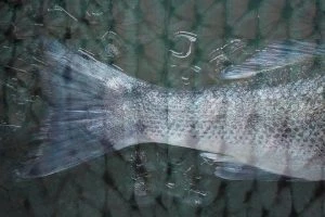 Read more about the article A fishy solution to plastic waste