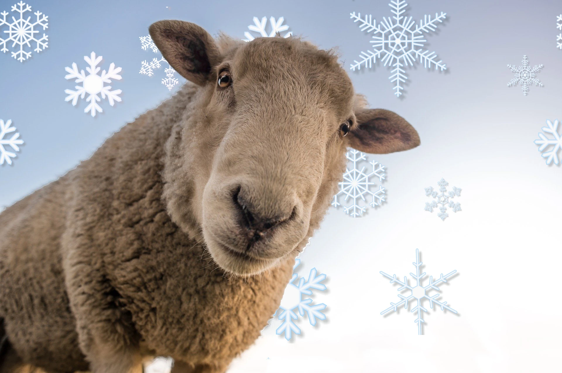 You are currently viewing Woolly thinking fills polystyrene gap
