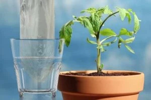 Read more about the article Just add water to dissolve this bag