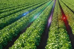 Read more about the article May the force be with veg farmers