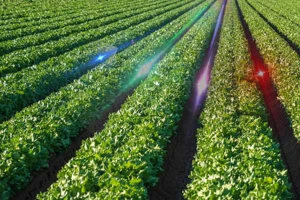 You are currently viewing May the force be with veg farmers