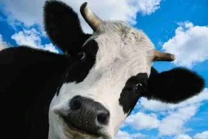 Read more about the article Cow-burp carbon in the crosshairs