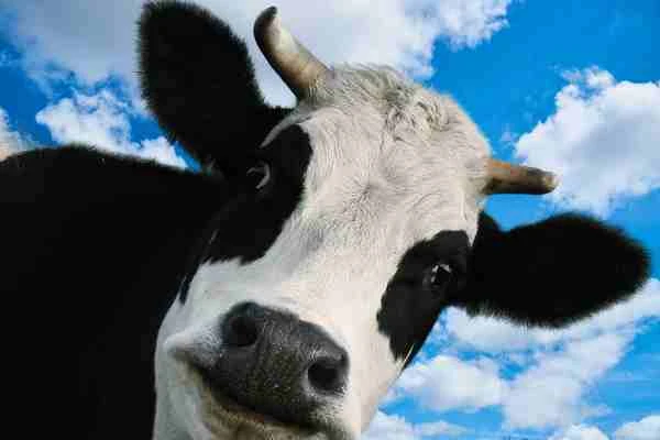 You are currently viewing Cow-burp carbon in the crosshairs