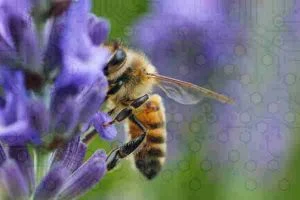 Read more about the article Mini robots create a buzz