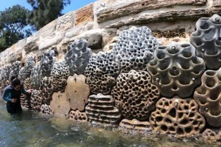 Read more about the article Living seawalls make a splash