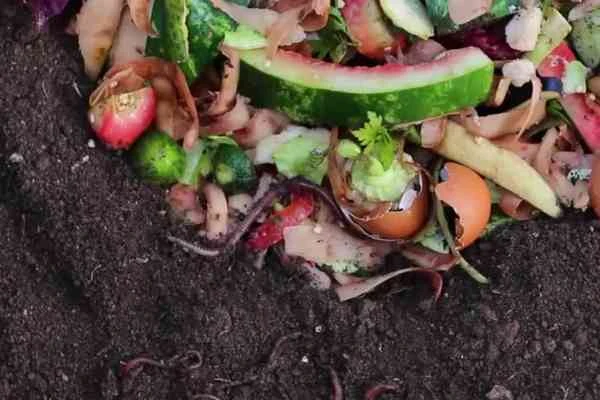 You are currently viewing From food waste to soil saviour