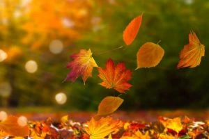 Read more about the article Paper bags from autumn leaves