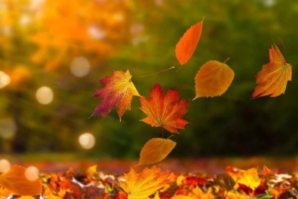 You are currently viewing Paper bags from autumn leaves