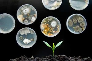 Read more about the article Farmers join quest to capture carbon