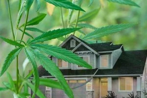 Read more about the article Hemp takes root in the home