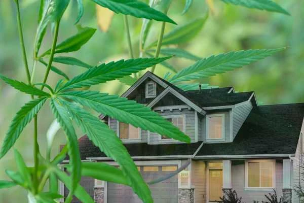 You are currently viewing Hemp takes root in the home